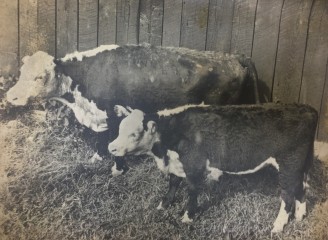 Alamogordo cattle 1945